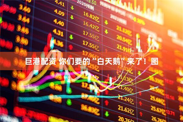 巨港配资 你们要的“白天鹅”来了！图